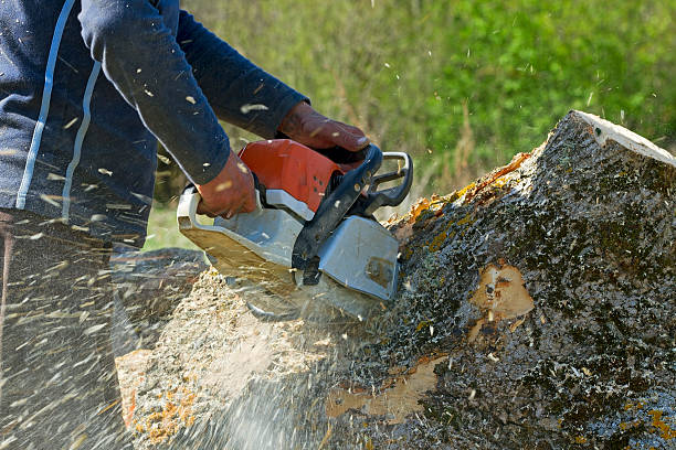 How Our Tree Care Process Works  in  Lemoore Station, CA